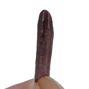 Rebbachisaurus garasbae