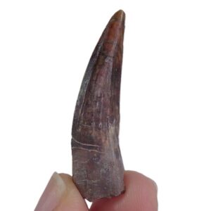 Suchomimus tenerensis  VENDIDO