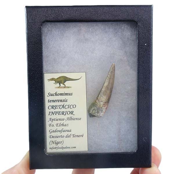 Suchomimus tenerensis - Imagen 2