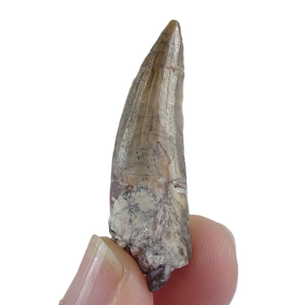 Suchomimus tenerensis - Imagen 3