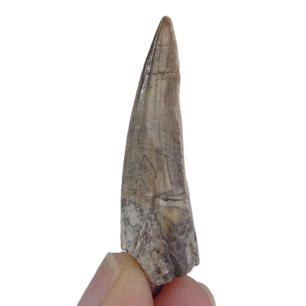 Suchomimus tenerensis - Imagen 4