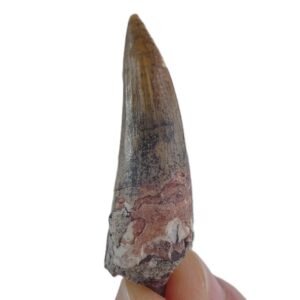 Suchomimus tenerensis