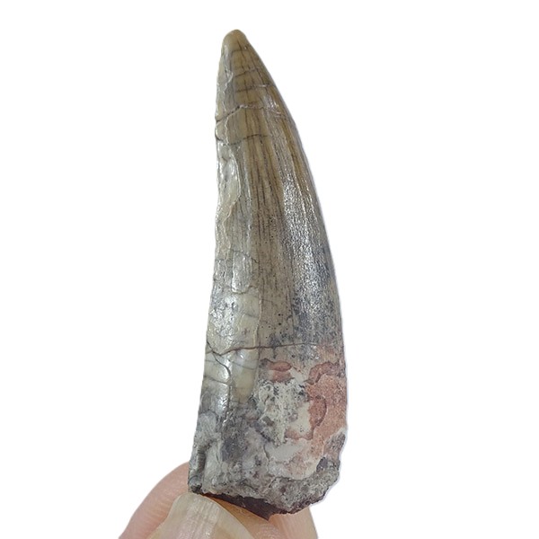 Suchomimus tenerensis - Imagen 5