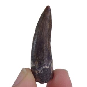 Suchomimus tenerensis