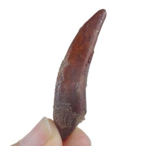 Siroccopteryx moroccensis