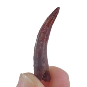 Siroccopteryx moroccensis