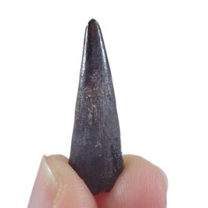 Siroccopteryx moroccensis