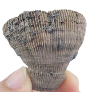 Placosmilia vidali=Aulosmilia archiaci