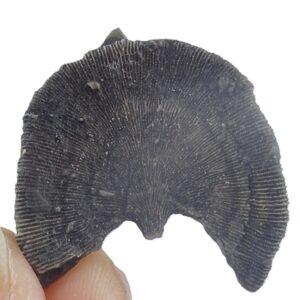 Diploctenium falloti