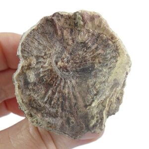 Pseudovaccinites zurcheri