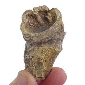 Pseudovaccinites petrocoriensis  VENDIDO