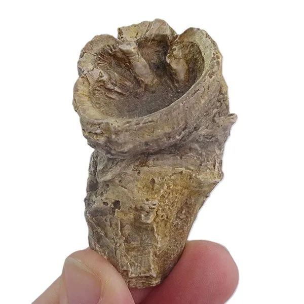 Pseudovaccinites petrocoriensis VENDIDO