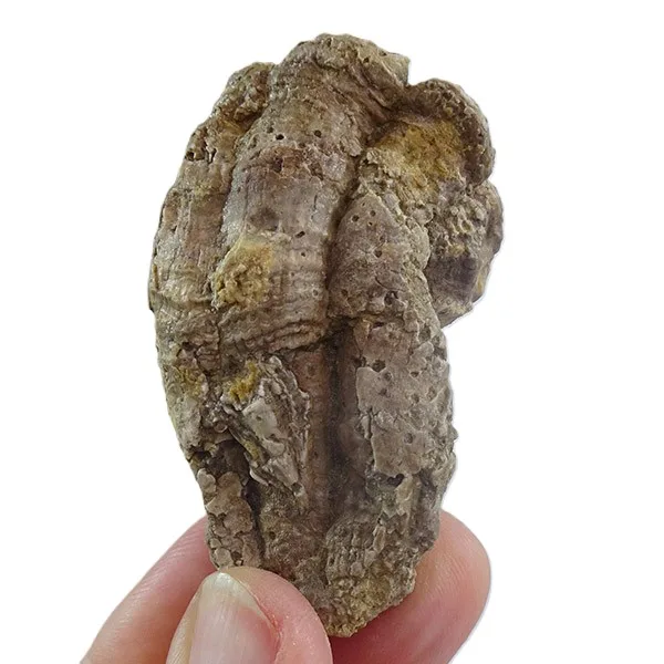 Pseudovaccinites petrocoriensis VENDIDO - Imagen 2