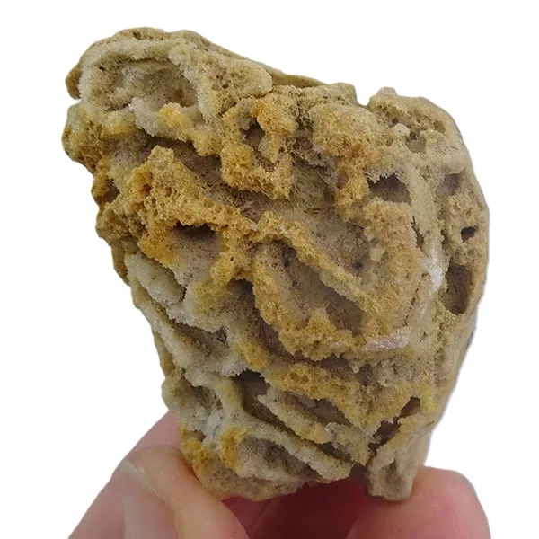 Cyclostigma tubulosa VENDIDO - Imagen 2