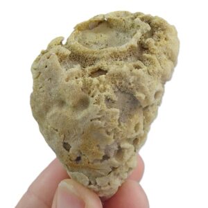 Cyclostigma tubulosa VENDIDO