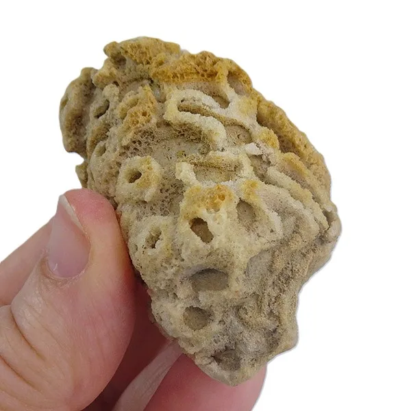 Cyclostigma tubulosa VENDIDO - Imagen 3