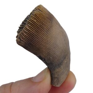 Placosmilia bofilli  VENDIDO