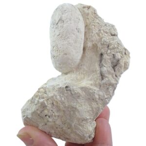 Crocodilienovum buxowillanum