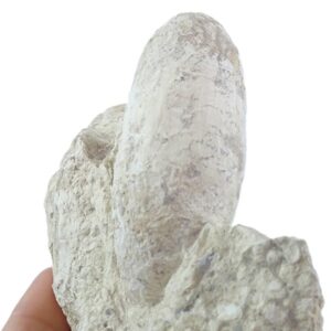 Crocodilienovum buxowillanum