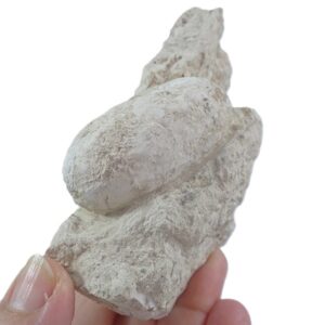 Crocodilienovum buxowillanum