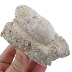 Crocodilienovum buxowillanum