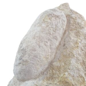 Crocodilienovum buxowillanum