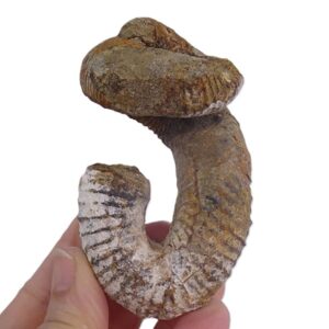 Nostoceras malagasyense