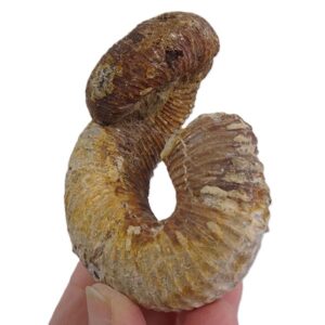 Nostoceras malagasyense