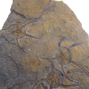 Ophiuroidea Protasteridae