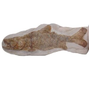 Goulmimichthys arambourgi