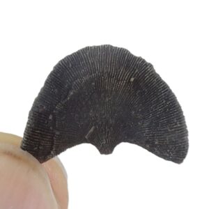 Diploctenium subcirculare