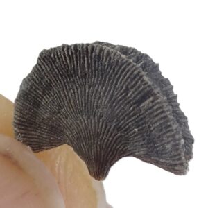 Diploctenium subcirculare