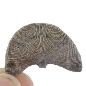 Diploctenium subcirculare  VENDIDO