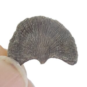 Diploctenium subcirculare