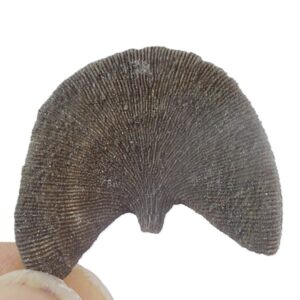 Diploctenium falloti