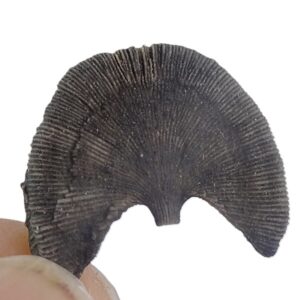 Diploctenium falloti