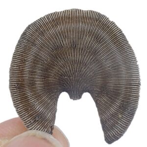 Diploctenium sp.  VENDIDO