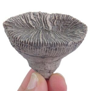 Placosmilia vidali=Aulosmilia archiaci