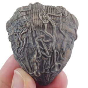 Placosmilia vidali=Aulosmilia archiaci y Serpulidae  VENDIDO