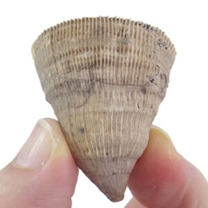 Placosmilia vidali=Aulosmilia archiaci