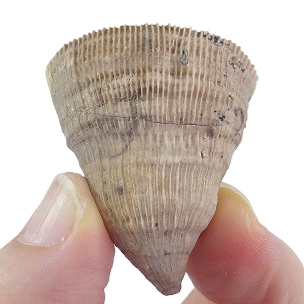 Placosmilia vidali=Aulosmilia archiaci