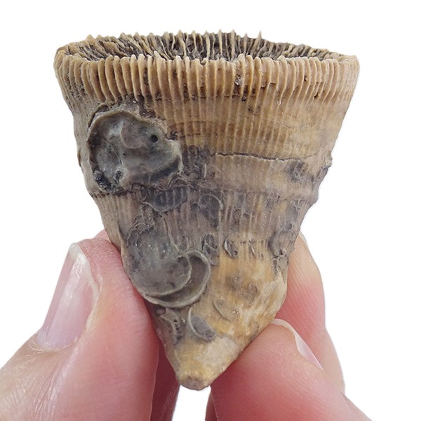 Placosmilia vidali=Aulosmilia archiaci - Imagen 2