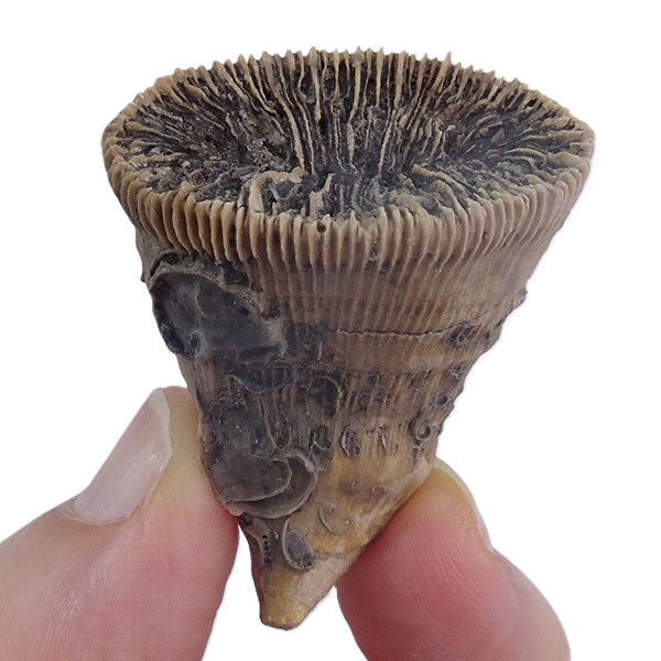 Placosmilia vidali=Aulosmilia archiaci - Imagen 3