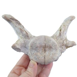 Chrysocetus fouadassii