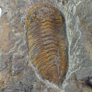 Phacopidina quadrata