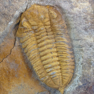 Phacopidina quadrata