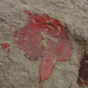 Nimchacystis agterbosi