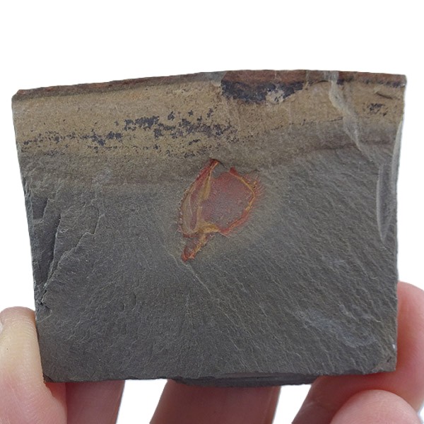 Chauvelicystis vizcainoi - Imagen 2