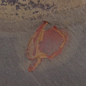 Chauvelicystis vizcainoi