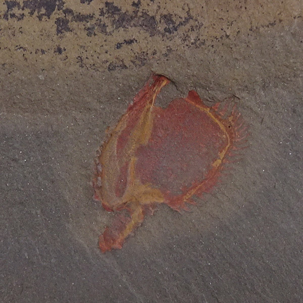 Chauvelicystis vizcainoi